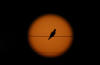 Dove and setting Sun